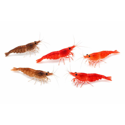 Mix rejer - Neocaridina davidi