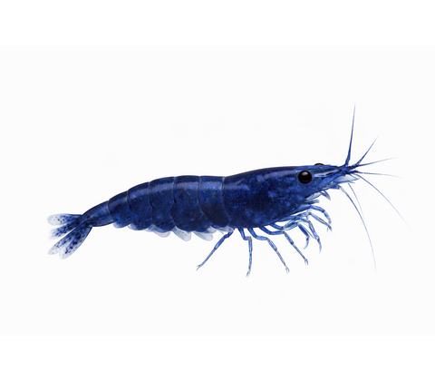 Navy blue & Diamond blue Reje - Neocaridina davidi
