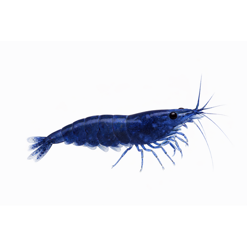 Navy blue & Diamond blue Reje - Neocaridina davidi