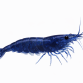 Navy blue & Diamond blue Rejer - Neocaridina davidi
