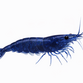Navy blue & Diamond blue Reje - Neocaridina davidi