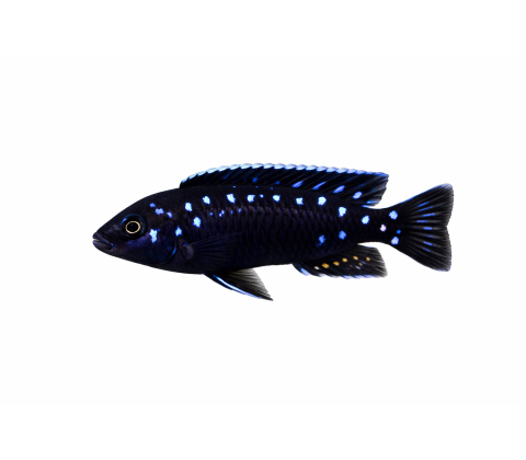 Neon spot (pseudotropherus elongatus)