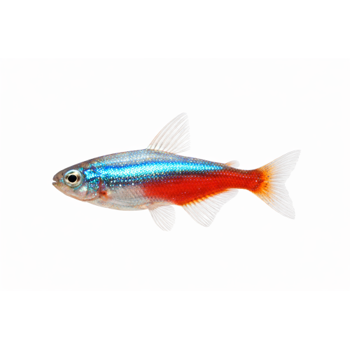 Neon Tetra Diamant - Paracheirodon innesi