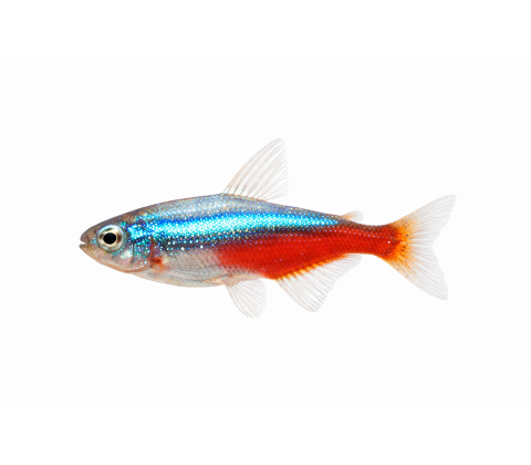Neon Tetra Diamant - Paracheirodon innesi