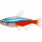 Diamant Neon Tetra  - Paracheirodon innesi var. diamant
