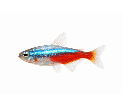 Diamant Neon Tetra  - Paracheirodon innesi var. diamant