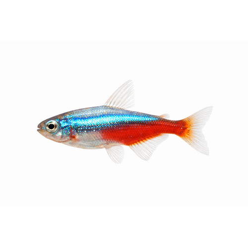 Diamant Neon Tetra  - Paracheirodon innesi var. diamant