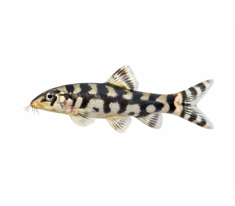 Net smerling - Botia lohachata