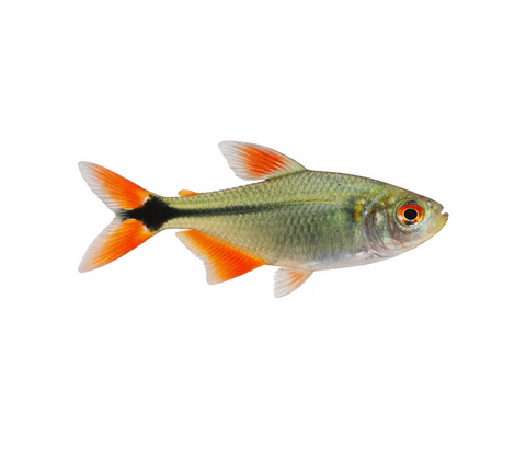Norsk Flag Tetra - Hyphessobrycon anisitsi