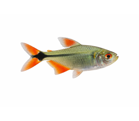 Norsk Flag Tetra - Hyphessobrycon anisitsi