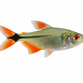 Norsk Flag Tetra - Hyphessobrycon anisitsi