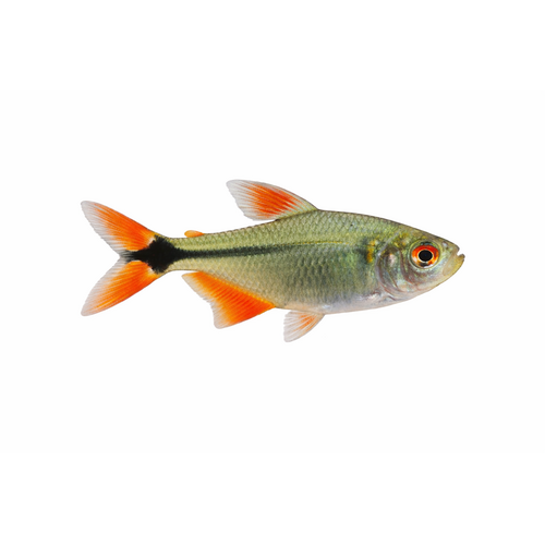 Norsk Flag Tetra - Hyphessobrycon anisitsi