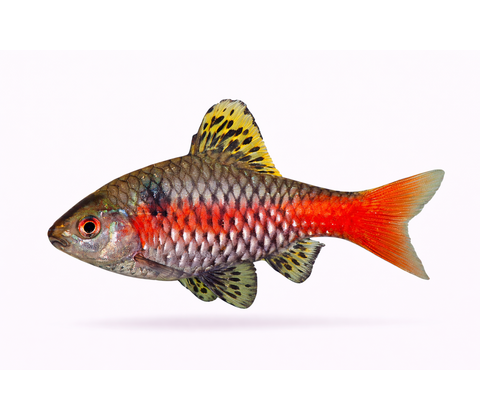 Odessabarbe - Pethia padamya / Puntius sp. “Odessa”