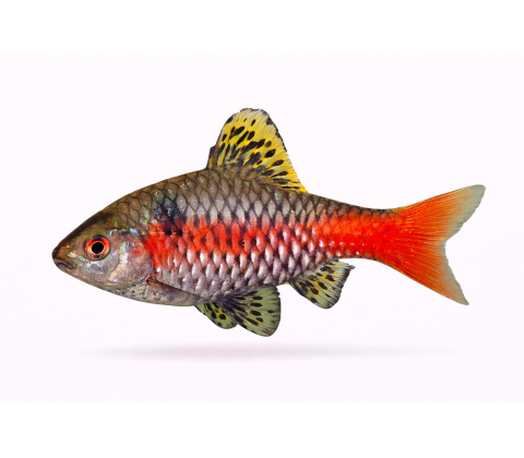 Odessa / Rubin Barbe - Pethia padamya / Puntius sp. “Odessa”