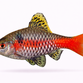 Odessabarbe - Pethia padamya / Puntius sp. “Odessa”