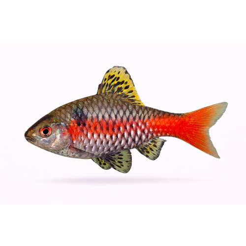 Odessa / Rubin Barbe - Pethia padamya / Puntius sp. “Odessa”