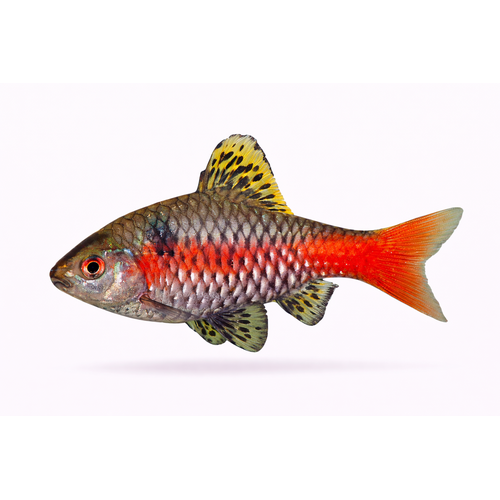Odessabarbe - Pethia padamya / Puntius sp. “Odessa”