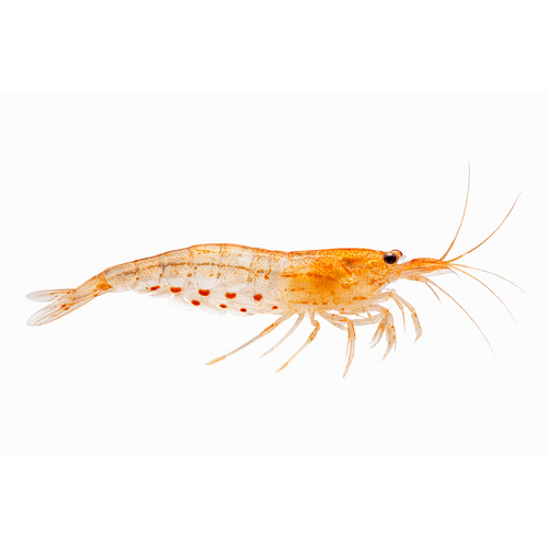 Orange Amanoreje  - Caridina multidentata / Caridina japonica “Orange”
