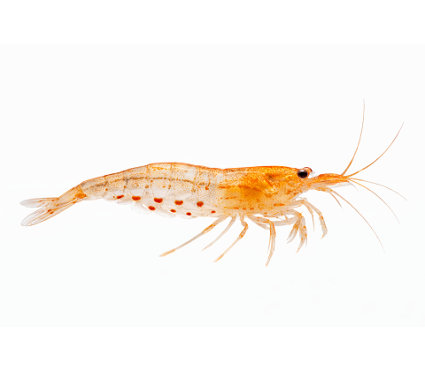 Orange Amanoreje  - Caridina multidentata / Caridina japonica “Orange”