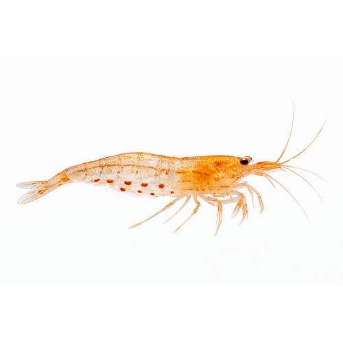 Orange Amanoreje  - Caridina multidentata / Caridina japonica “Orange”