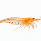 Orange Amanoreje  - Caridina multidentata / Caridina japonica “Orange”