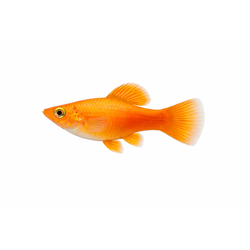 Orange Molly - Poecilia latipinna