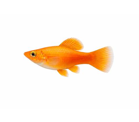 Orange Molly - Poecilia latipinna