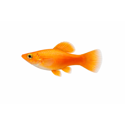 Orange Molly - Poecilia sphenops