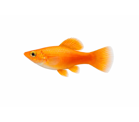 Orange Molly - Poecilia sphenops