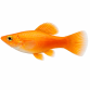 Orange Molly - Poecilia sphenops