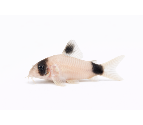 Panda Pansermalle - Corydoras panda