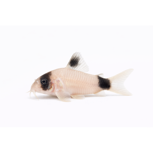 Panda Pansermalle - Corydoras panda