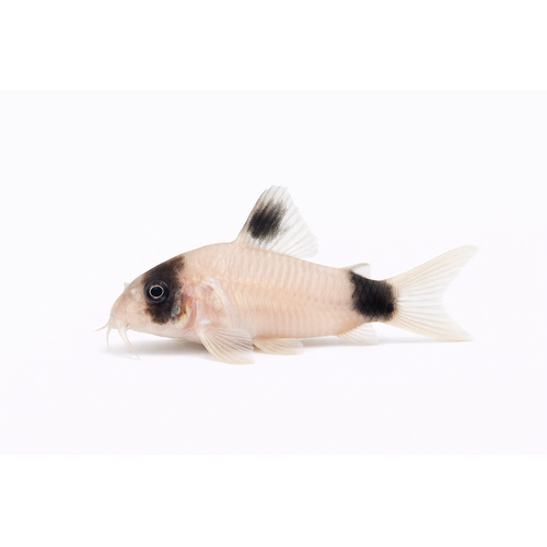 Pandapansermalle - Corydoras panda