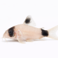 Panda Pansermalle - Corydoras panda