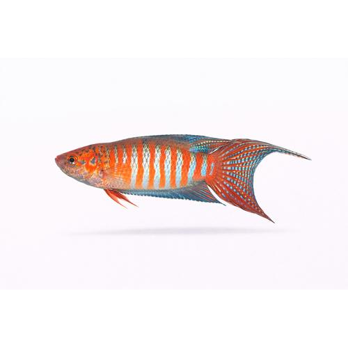 Paradisfisk - Macropodus opercularis