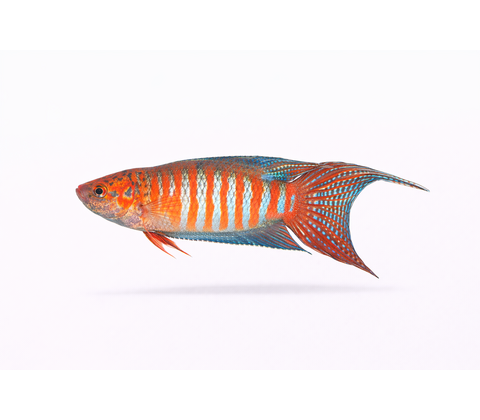 Paradisfisk - Macropodus opercularis