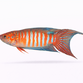 Paradisfisk - Macropodus opercularis