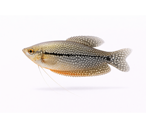 Perle Gurami - Trichopodus leerii / Trichogaster leerii