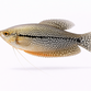 Perle Gurami - Trichopodus leerii / Trichogaster leerii
