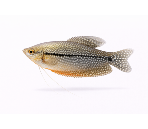 Perle Gurami - Trichogaster leeri