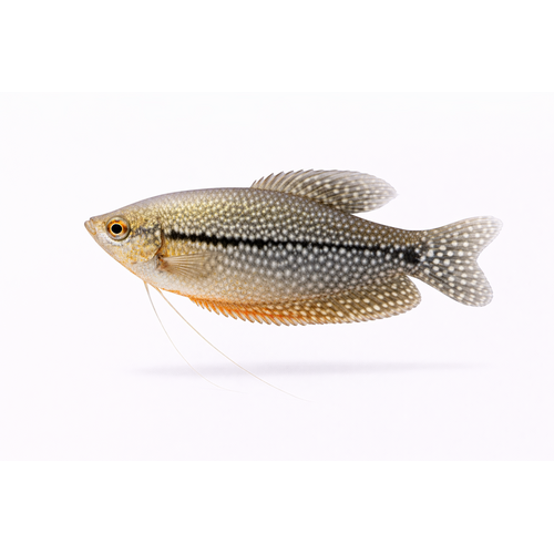 Perle Gurami - Trichopodus leerii / Trichogaster leerii
