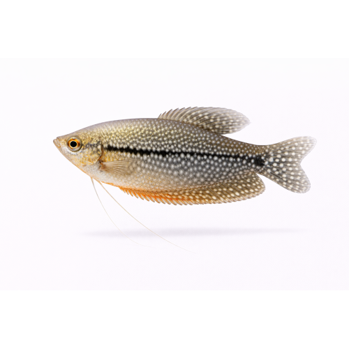 Perle Gurami - Trichogaster leeri