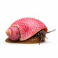 Pink lady snegl - Clithon sowerianum