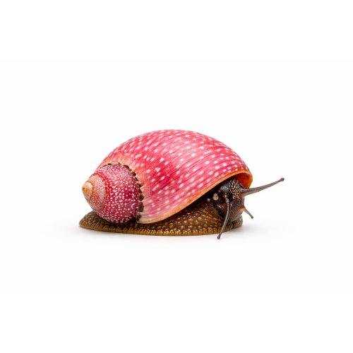 Pink lady snegl - Clithon sowerianum