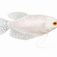 Platin Gurami - Trichopodus trichopterus “Platinum”