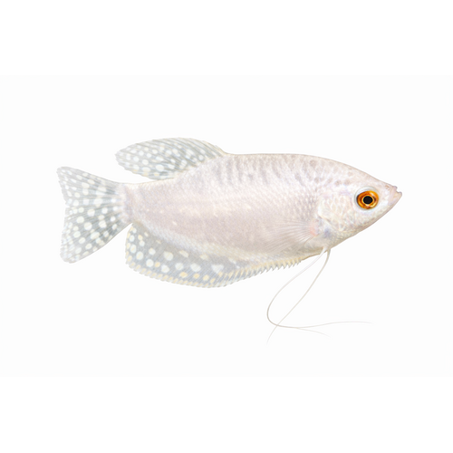 Platin Gurami - Trichopodus trichopterus “Platinum”