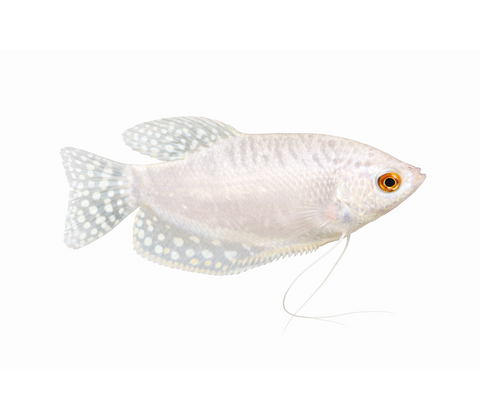 Platin Gurami - Trichopodus trichopterus “Platinum”