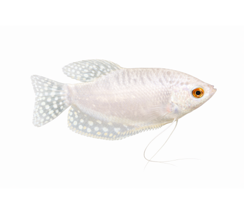 Platin Gurami - Trichopodus trichopterus “Platinum”