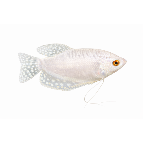 Platin Gurami - Trichopodus trichopterus “Platinum”