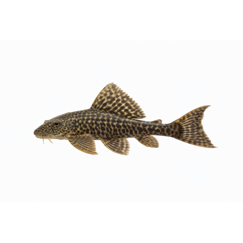 Plecostomus - Hypostomus sp.